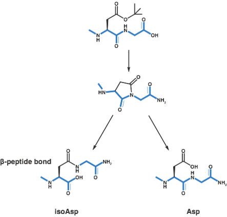 天冬酰胺-3