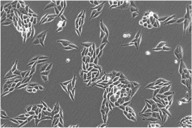 明美MSHOT MIX60倒置显微镜