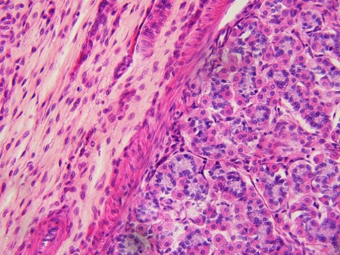 明美MSHOT ML45正置生物显微镜