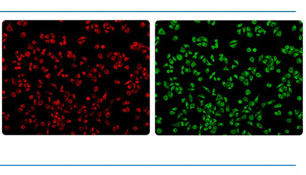 明美MSHOT活细胞成像仪MCS11/MCS21/MCS22