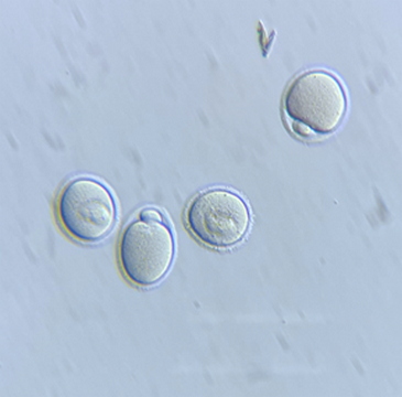 明美MSHOT MZX100体视荧光显微镜