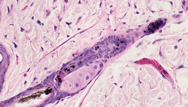 明美MSHOT ML31生物显微镜