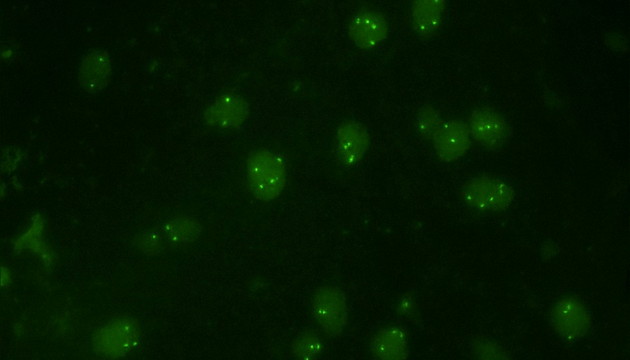 MSHOT荧光原位杂交技术(FISH)的应用