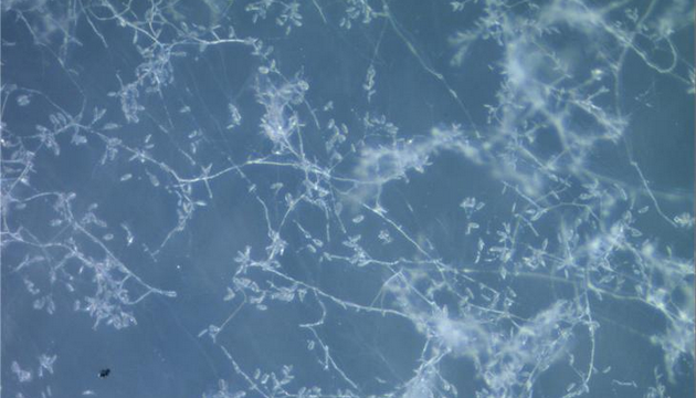 明美MSHOT MP20偏光显微镜