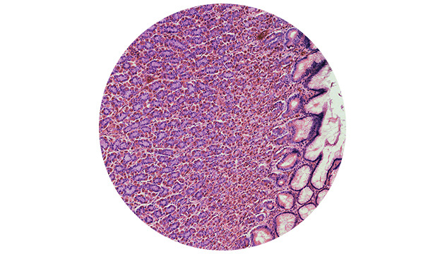 明美MSHOT MES200多重荧光数字切片扫描系统